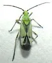 Macrotylus intermedius