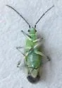 Macrotylus intermedius - photo 2