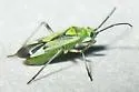 Macrotylus intermedius - photo 3