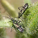 Macrotylus intermedius - photo 4