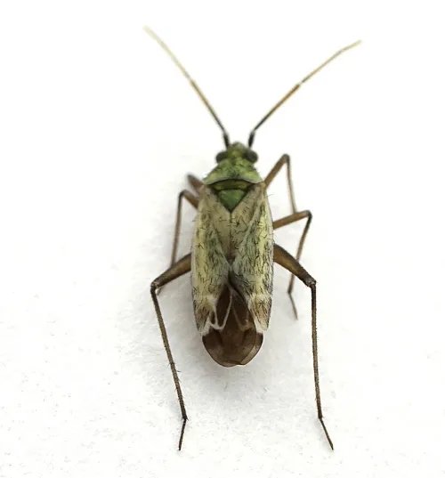 Macrotylus paykulli