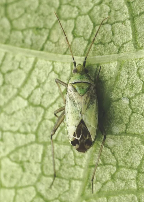 Macrotylus paykulli - photo 2