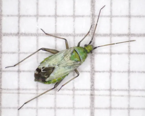Macrotylus paykulli - photo 3