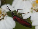 Macrotylus regalis - photo 2