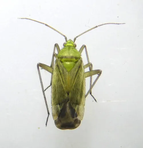 Macrotylus solitarius - photo 2