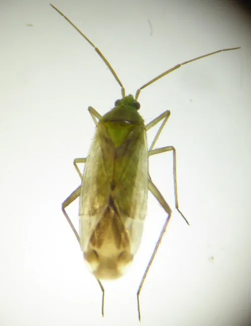 Macrotylus solitarius - photo 3