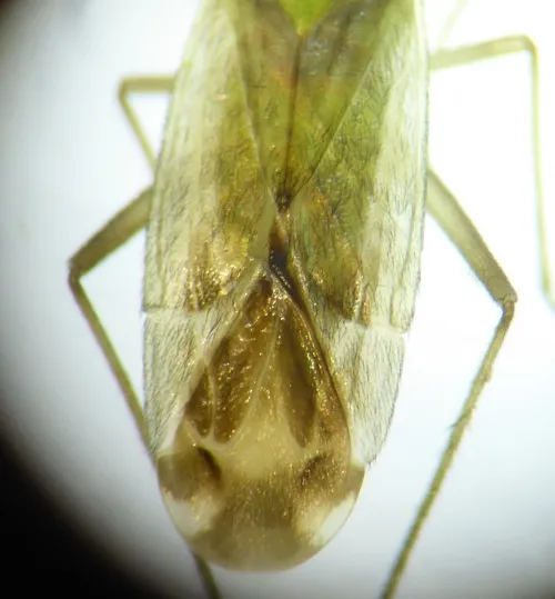 Macrotylus solitarius - photo 4