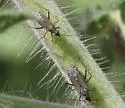 Macrotylus tristis - photo 2