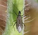 Macrotylus tristis - photo 3