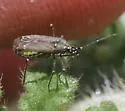 Macrotylus tristis - photo 4