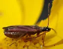 Macrotylus sp A - photo 3