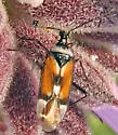 Macrotylus vanduzeei - Macrotylus vanduzeei