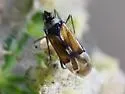 Macrotylus vanduzeei - photo 2