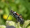 Macrotylus vanduzeei - photo 4