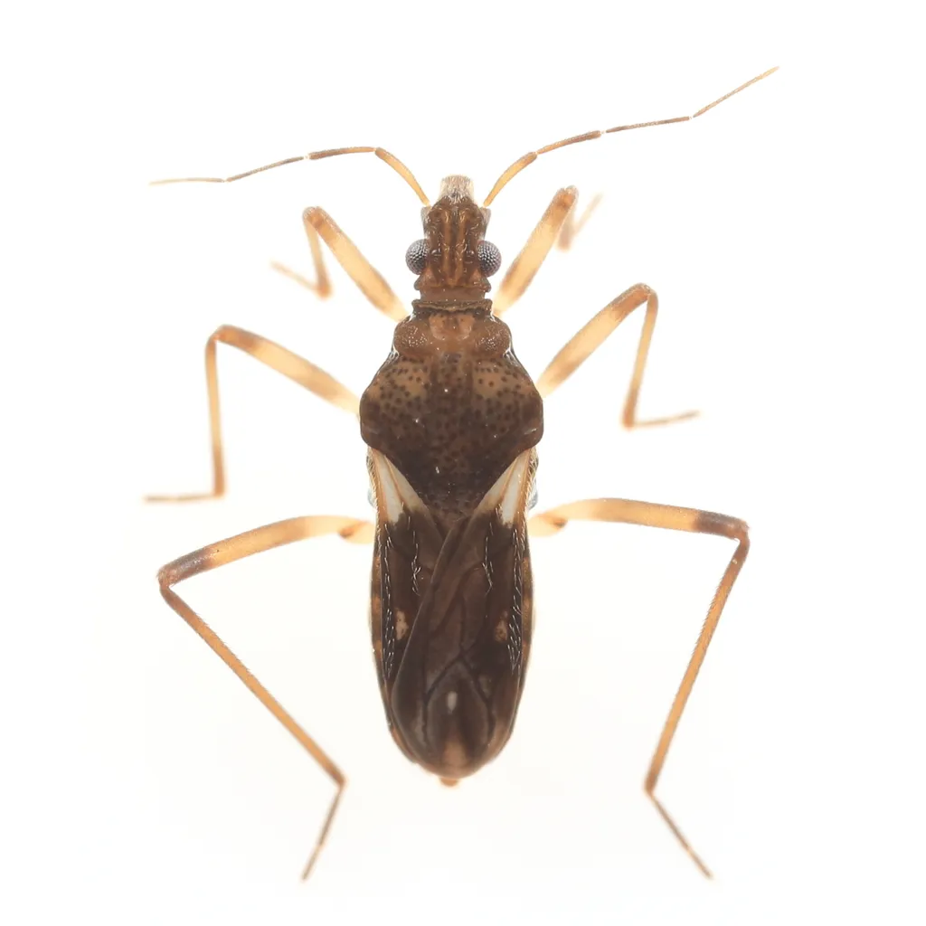 Macrovelia hornii