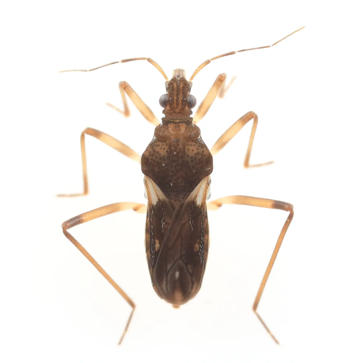 Macrovelia hornii - photo 3
