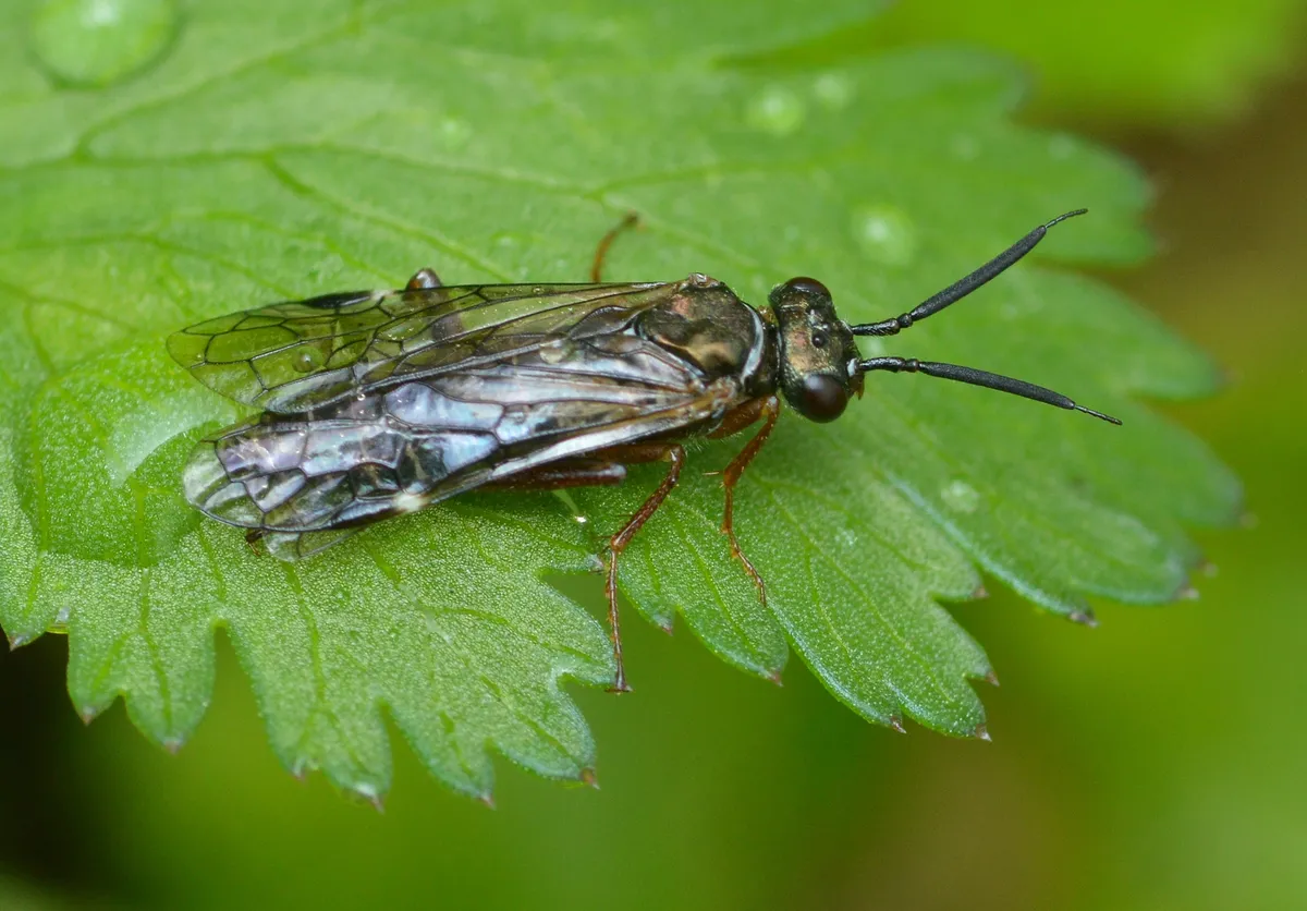 Macroxyela aenea - photo 3