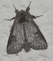 Macrurocampa alpina - Hodges#7973