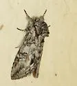 Macrurocampa dorothea - Hodges#7976 - photo 2