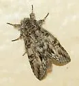 Macrurocampa dorothea - Hodges#7976 - photo 3