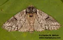 Macrurocampa gigantea - Hodges#7972