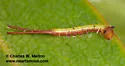 Macrurocampa gigantea - Hodges#7972 - photo 2