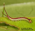 Macrurocampa gigantea - Hodges#7972 - photo 3