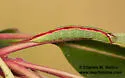 Macrurocampa gigantea - Hodges#7972 - photo 4