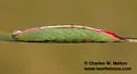Macrurocampa gigantea - Hodges#7972 - photo 5