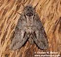Macrurocampa miranda - Hodges#7976.1