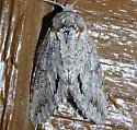 Macrurocampa miranda - Hodges#7976.1 - photo 4