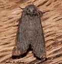 Macrurocampa ruficornis - Hodges#7996