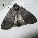 Macrurocampa ruficornis - Hodges#7996 - photo 2