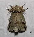 Macrurocampa zayasi - Hodges#7997
