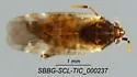 Maculamiris insulanus - photo 2