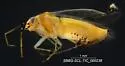 Maculamiris insulanus - photo 3