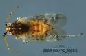 Maculamiris insulanus - photo 4