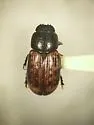 Maculaphodius conspersus - Maculaphodius conspersus