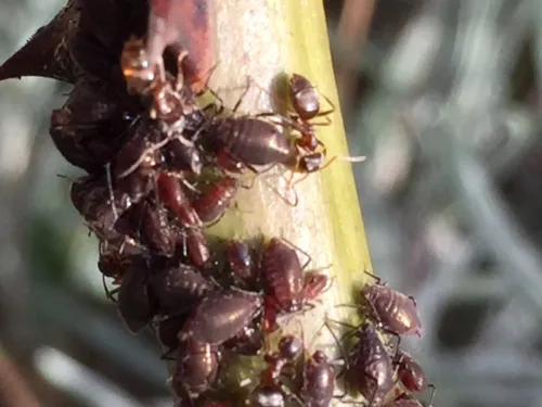 Rose Stem Aphid - photo 2