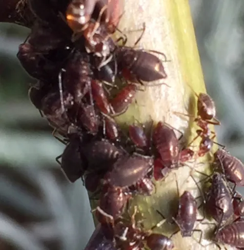 Rose Stem Aphid - photo 3