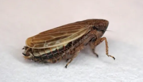 Macustus grisescens - photo 2