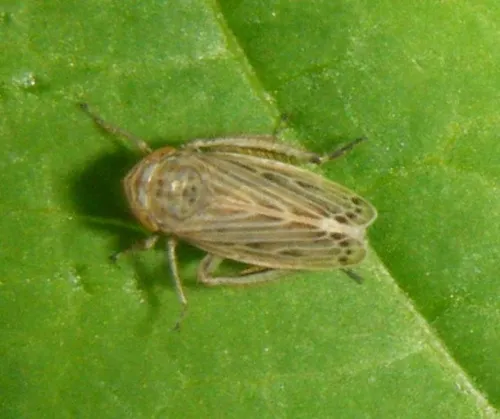Macustus grisescens - photo 3