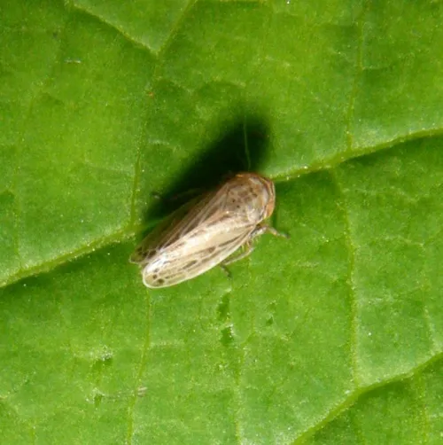Macustus grisescens - photo 4