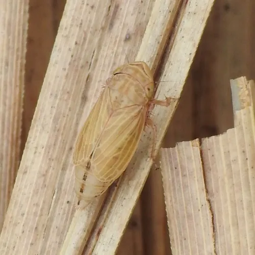 Macustus grisescens - photo 5