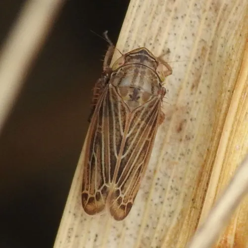 Macustus grisescens - photo 6