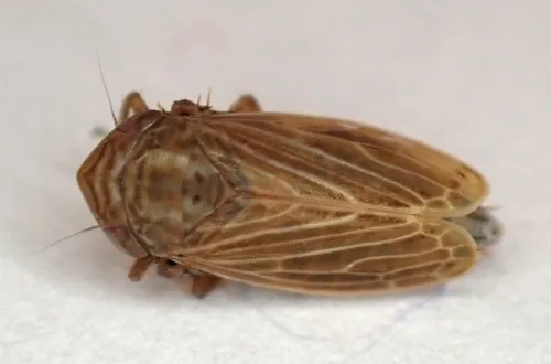 Macustus grisescens - photo 7