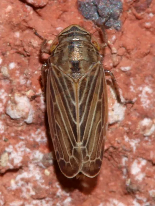 Macustus grisescens - photo 8