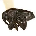 Madarellus cuneatus - photo 2