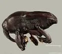 Madarellus cuneatus - photo 4