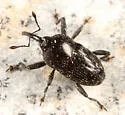 Madarellus inconstans - photo 2